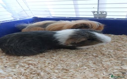 Guinea Pig rodents for sale: 2x female Guinea Pigs  - Image 1