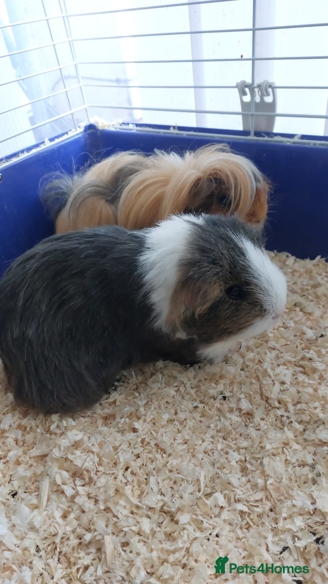 Guinea Pig rodents for sale: 2x female Guinea Pigs  - Image 1