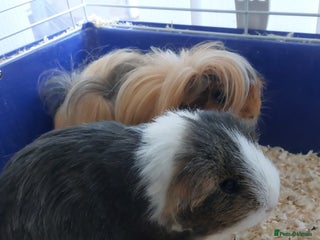Guinea Pig rodents - Advert 13