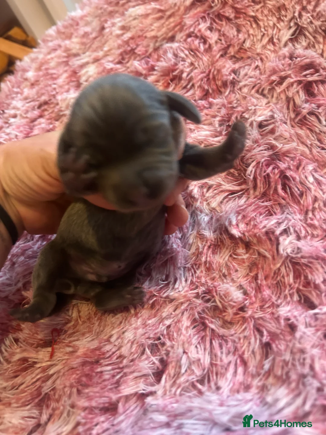 Miniature Dachshund dogs for sale: Stunning Dapple miniature dachshunds  - Advert 6