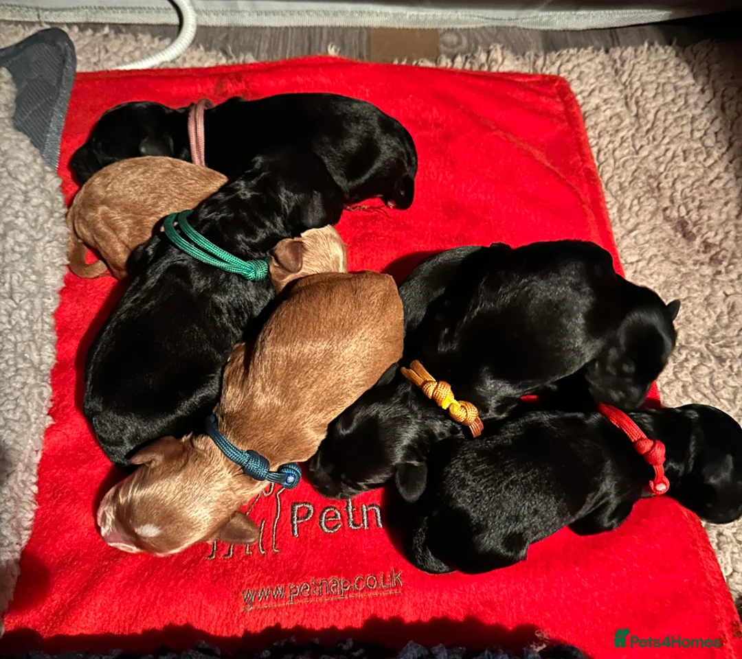 Cockapoo dogs for sale: Cockapoo Puppies for sale in Brighton - Advert 6