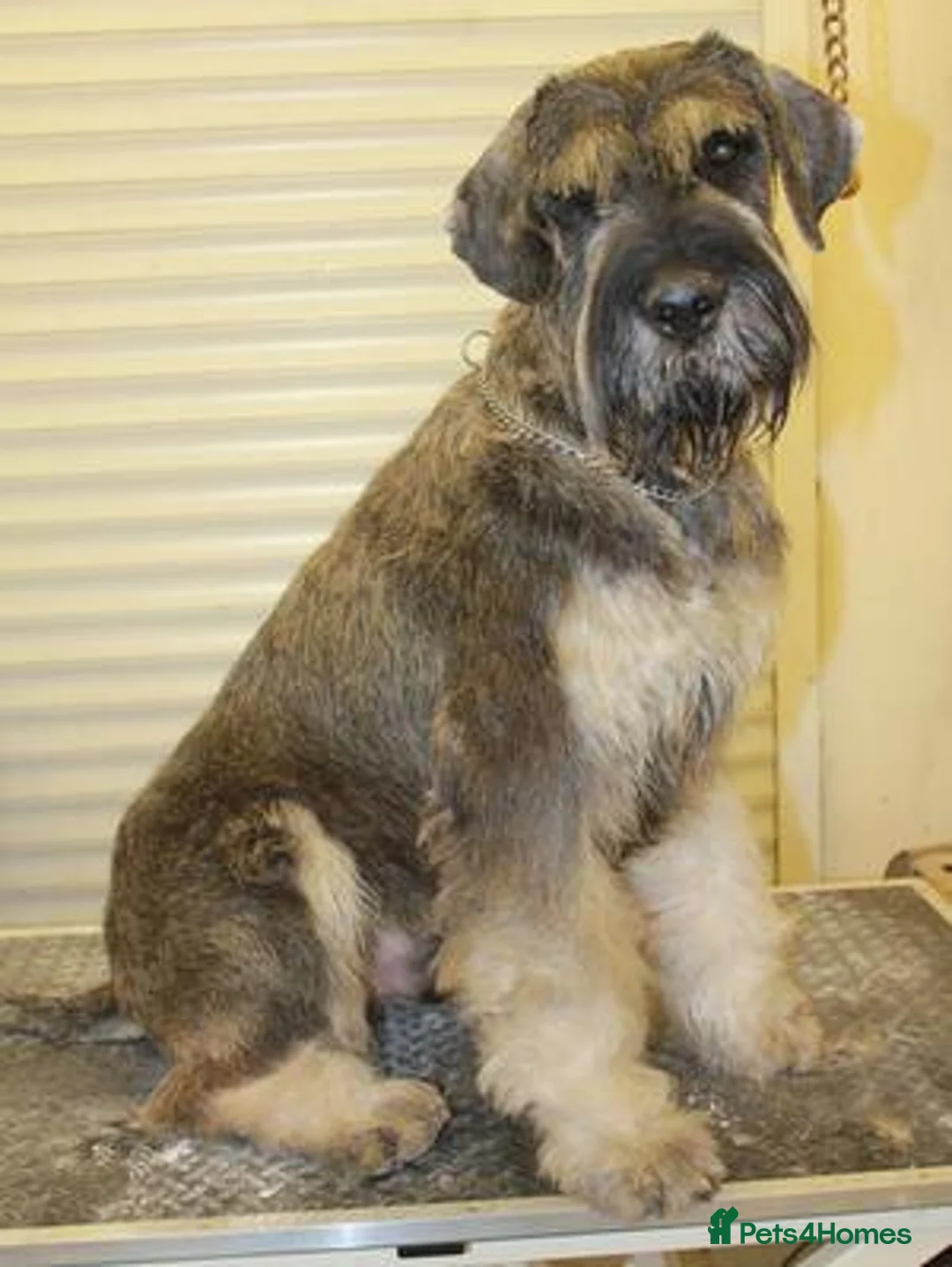 Giant Schnauzer dogs for stud: Giant Schnauzer at stud in Dorchester - Advert 2