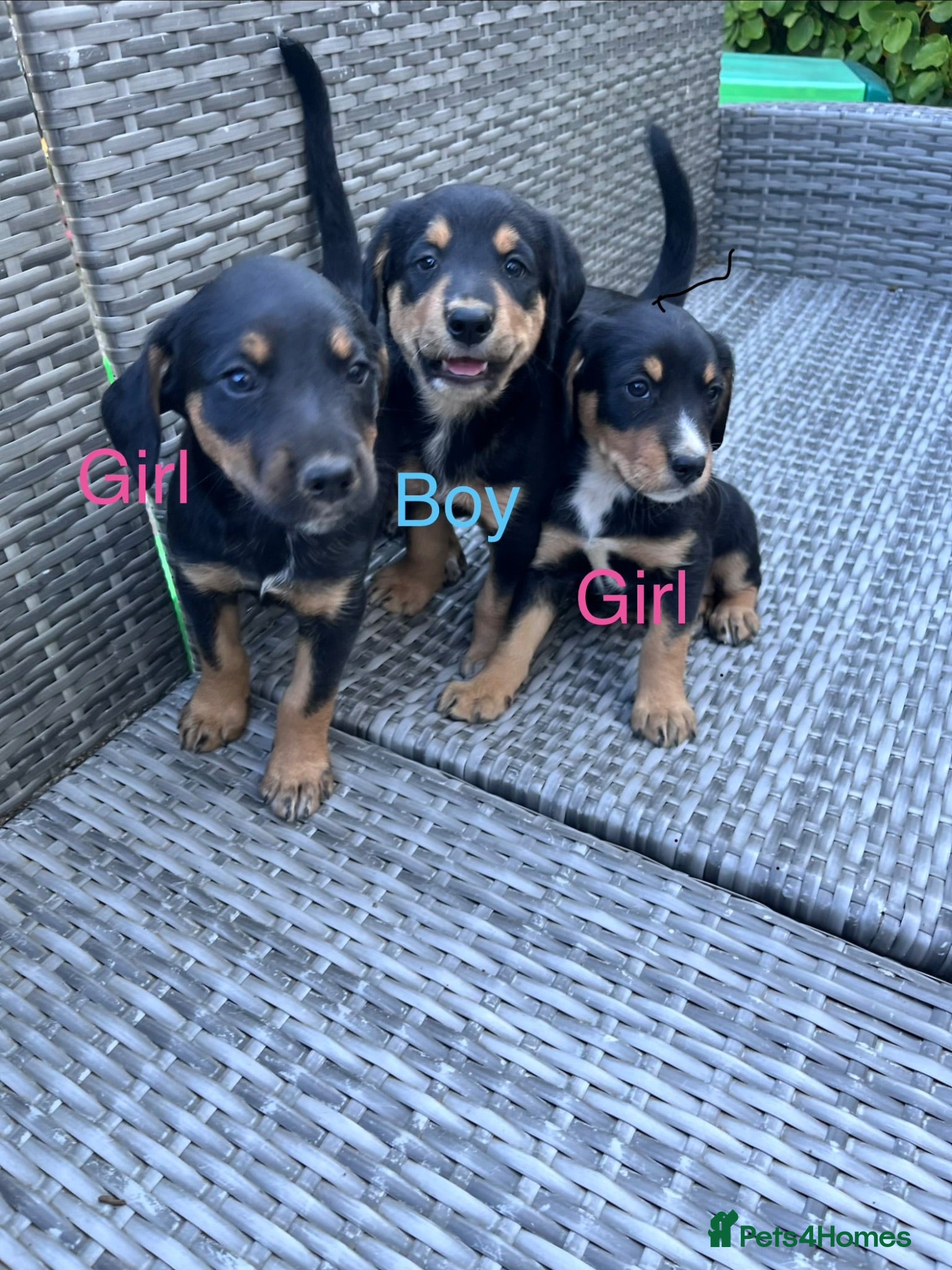 Mixed Breed dogs Beautiful bold puppies  - Advert 14