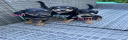 Mixed Breed dogs for sale: Beautiful bold puppies  - Advert 1