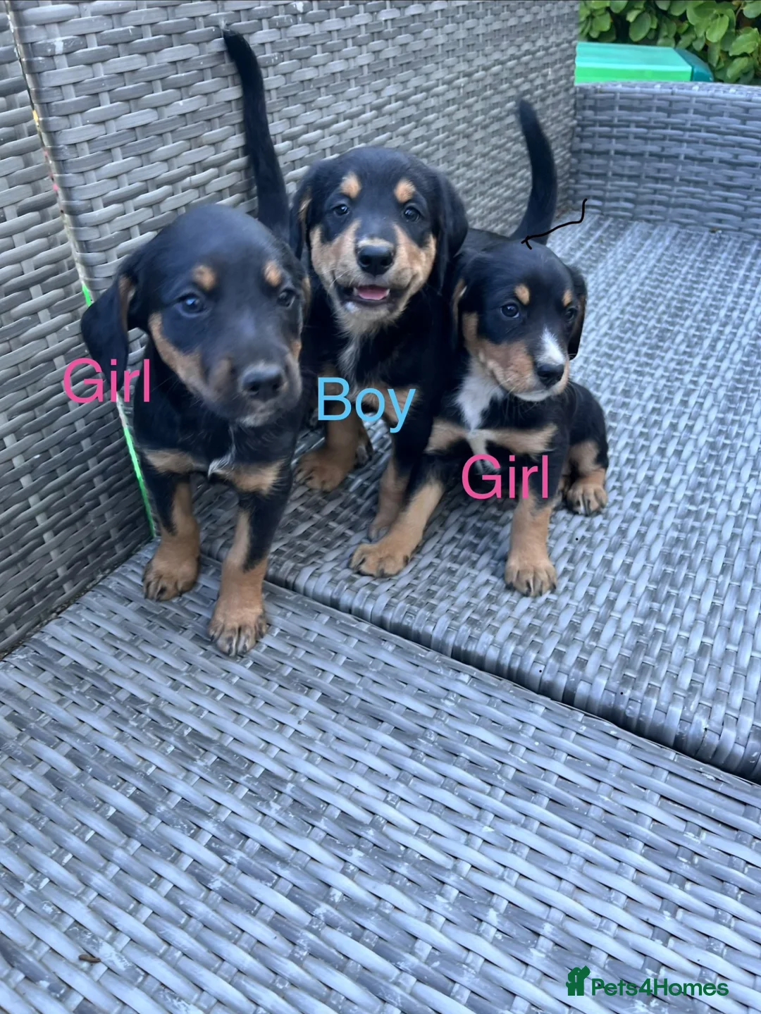 Mixed Breed dogs for sale: Beautiful bold puppies  - Advert 1