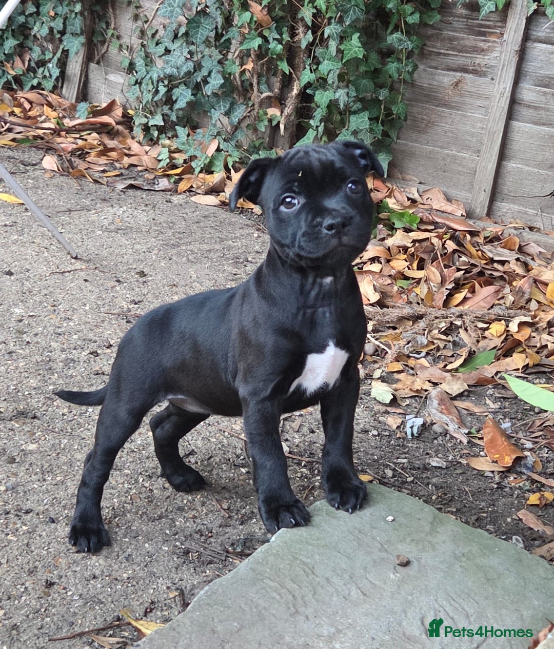 Staffordshire Bull Terrier dogs for sale: Stunning black girl - Image 12