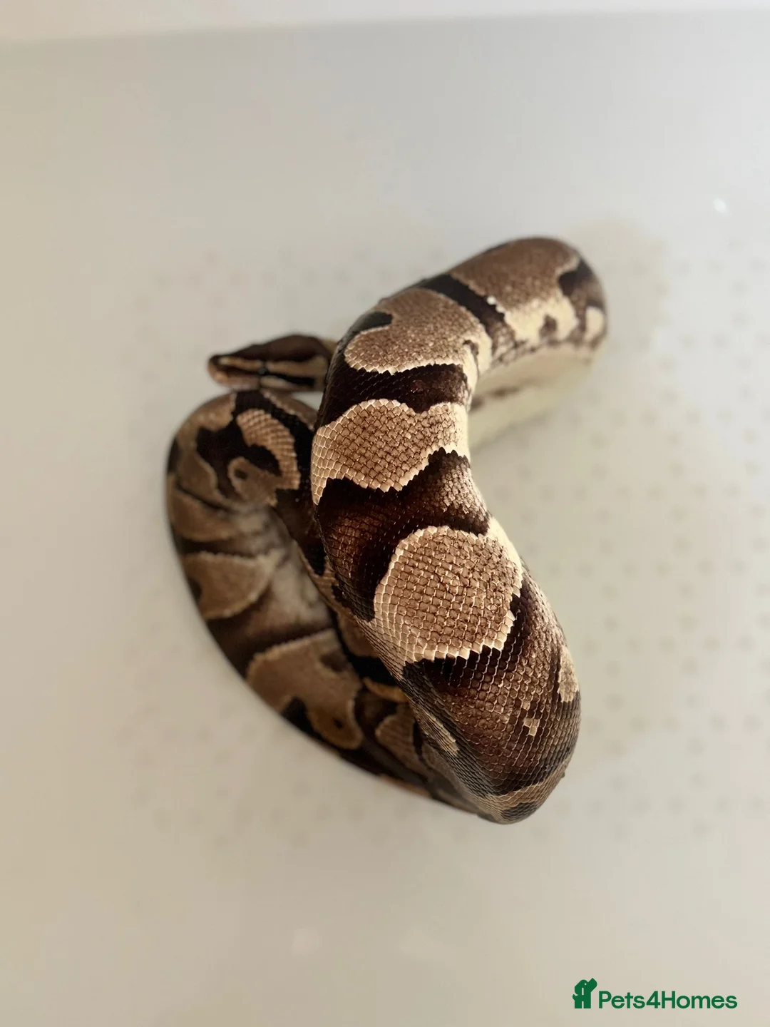 Python Snake reptiles for sale: Royal python  - Advert 2
