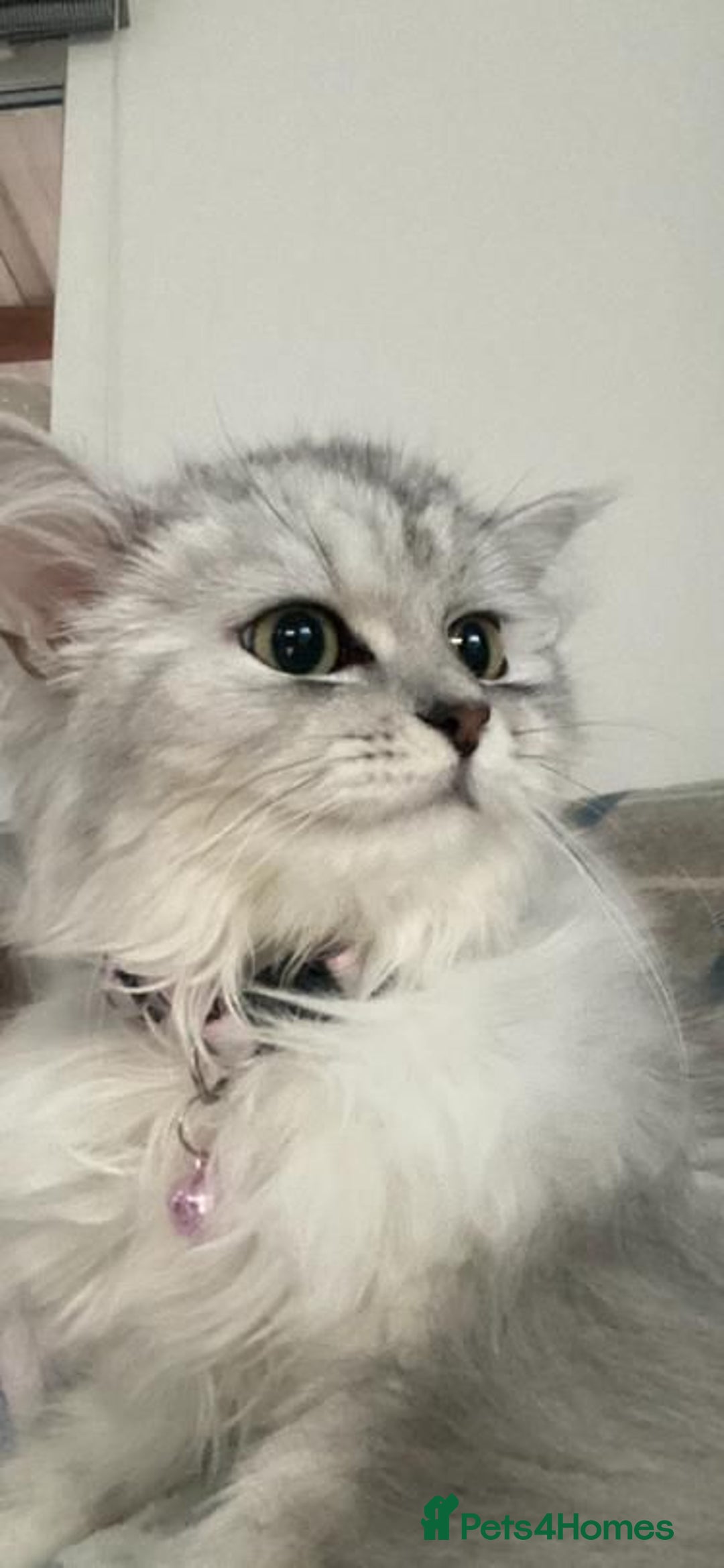 Persian cats for sale: Persian kitten 2 boys and 1 girl left - Advert 9
