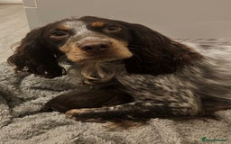 Cockapoo dogs for sale: The best cockapoos  - Image 9