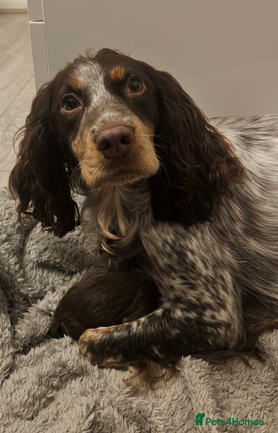 Cockapoo dogs for sale: The best cockapoos  - Image 9