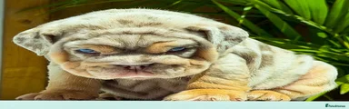 English Bulldog 1