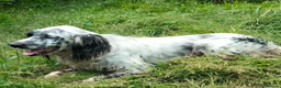 English Setter dogs for adoption: Korro - Advert 9