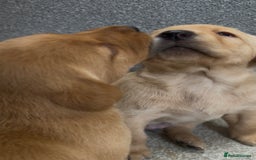 Labrador Retriever dogs for sale: KC Reg Labrador Puppies For Sale - Image 5