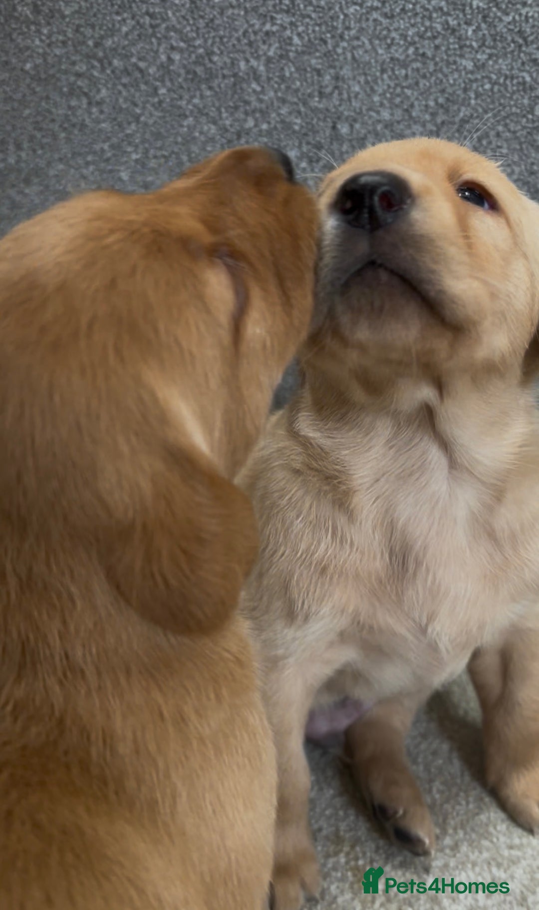 Labrador Retriever dogs for sale: KC Reg Labrador Puppies For Sale - Image 5