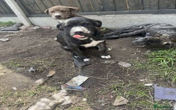 Mixed Breed dogs for sale: Staffy x husky mix - Image 1