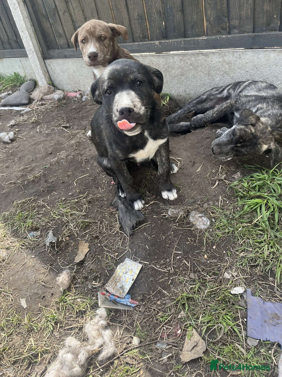 Mixed Breed dogs for sale: Staffy x husky mix - Image 1