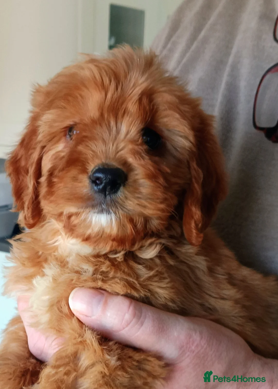 Cockapoo dogs for sale: Cockapoo F1 . Gorgeous 🥰 litter!!!!  - Advert 1