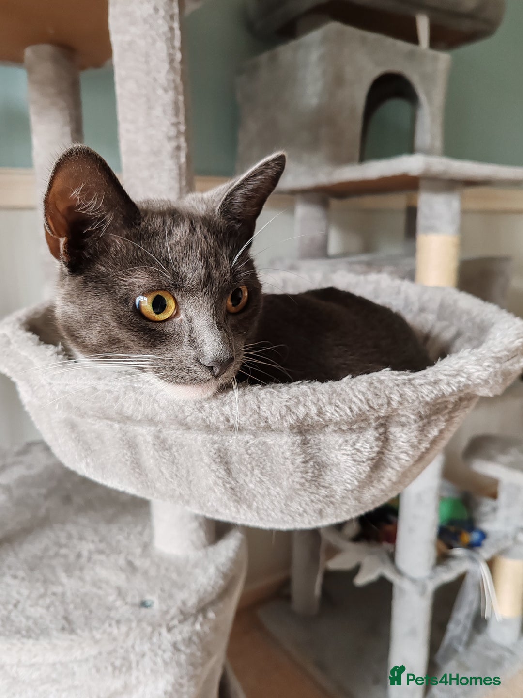 Mixed Breed cats for sale: Grey tuxedo 1 year old female kitten for sale - Advert 1