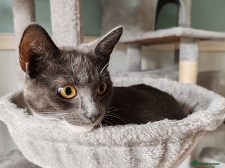 Mixed Breed cats - Advert 13