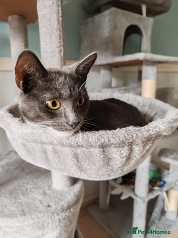 Mixed Breed cats - Advert 5