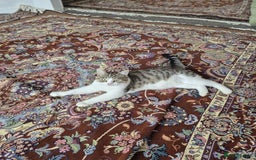 Domestic Shorthair cats for sale: Shorthair tabby - Image 2