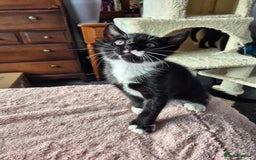 Mixed Breed cats for sale: Kittens for sale - Image 2