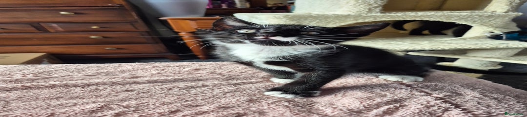 Mixed Breed Kitten 1