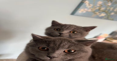 British Shorthair cats - Advert 14
