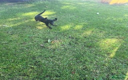 Mixed Breed dogs for sale: Puppy’s  - Image 4