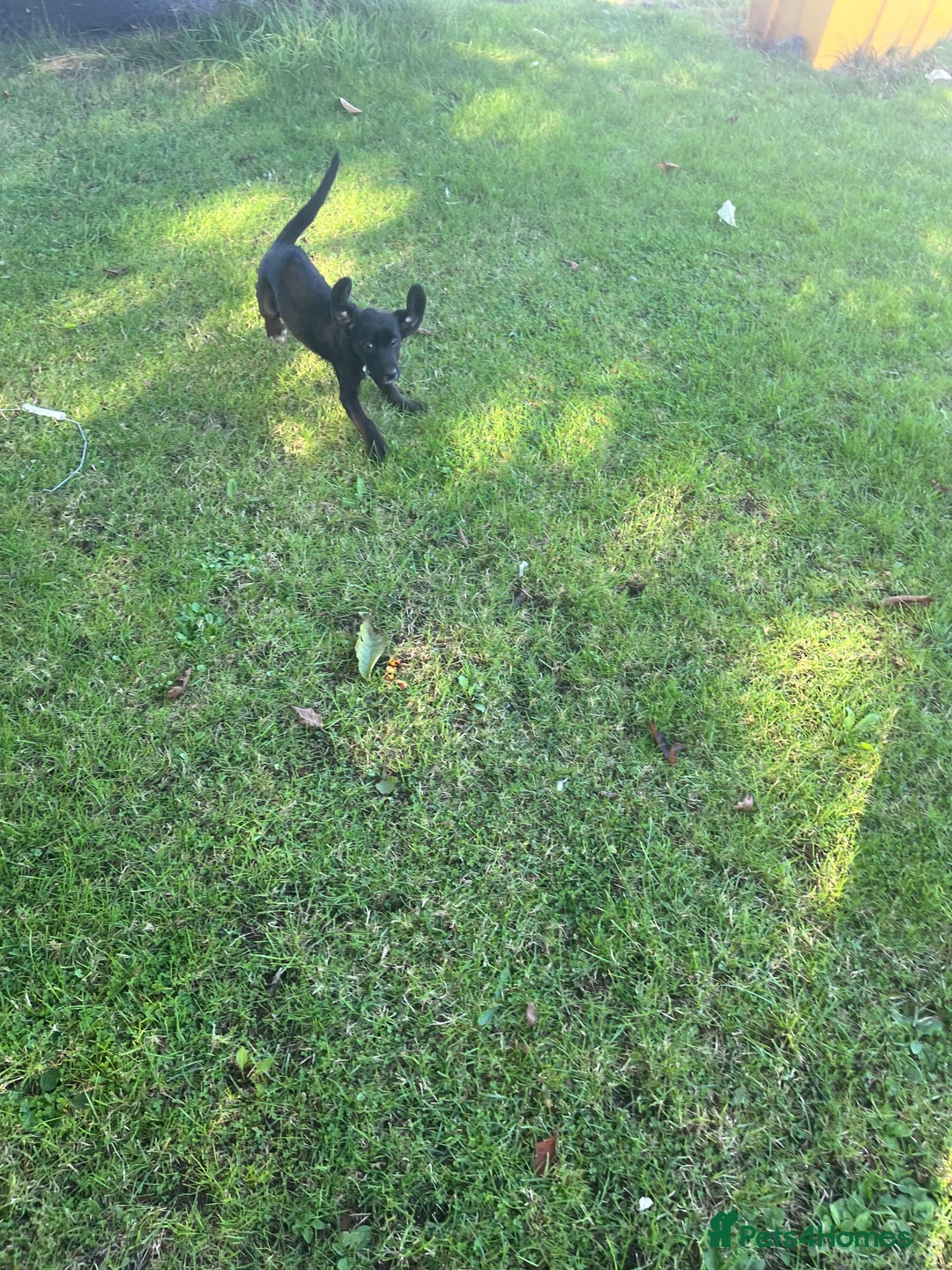 Mixed Breed dogs for sale: Puppy’s  - Image 4