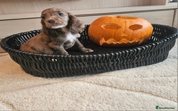 Cocker Spaniel dogs for sale: Working type cocker spaniels. Merle and Roan - Image 9