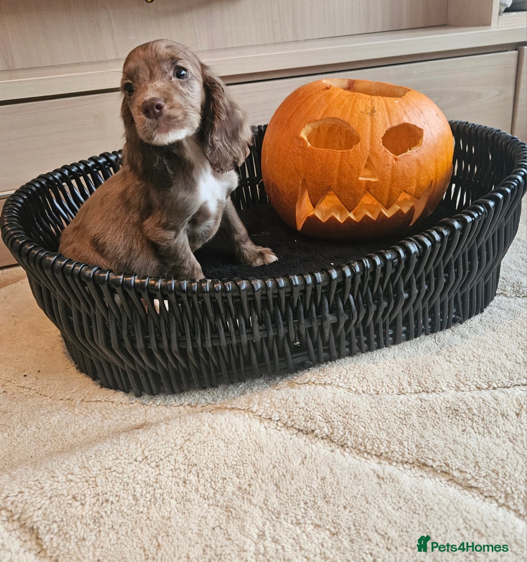 Cocker Spaniel dogs for sale: Working type cocker spaniels. Merle and Roan - Image 9