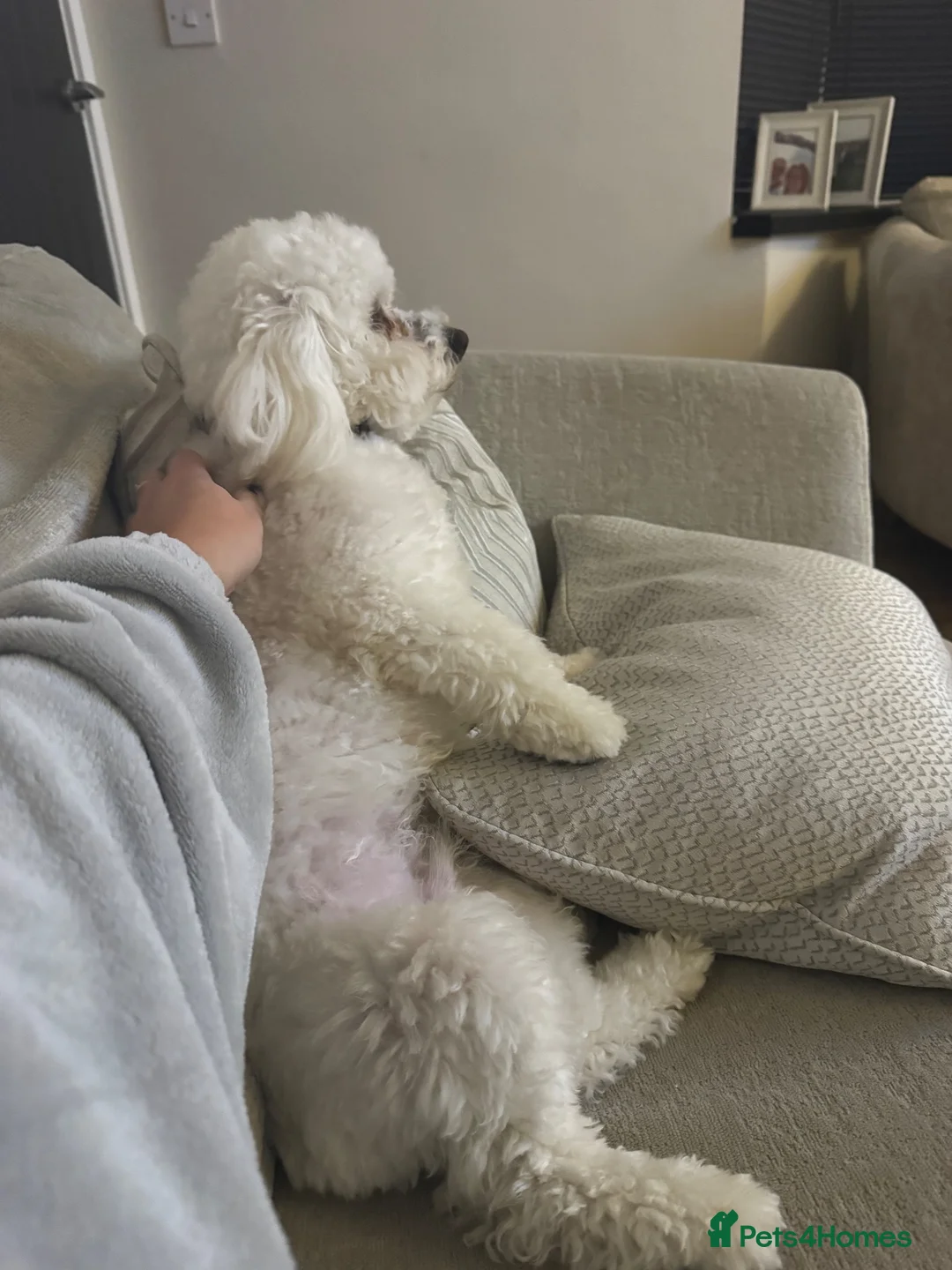Bichon Frise dogs for sale: Bichon Frisé male in Newton Aycliffe - Advert 2