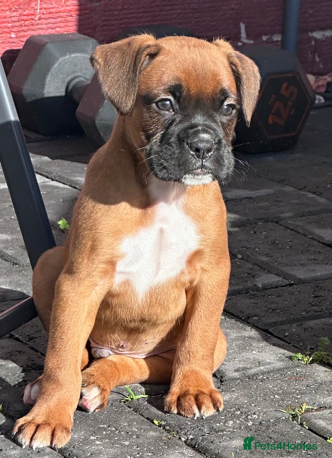 Boxer dogs for sale: Last female boxer looking for there new  home  - Advert 4
