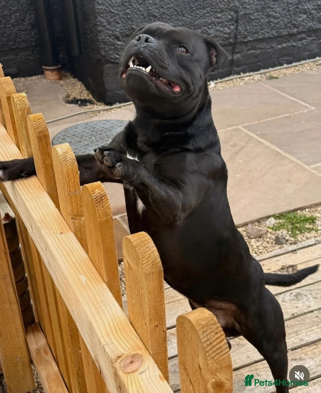 Staffordshire Bull Terrier dogs for stud: BILL - BLACK CHAMPION - BLUE GENE  - Advert 2