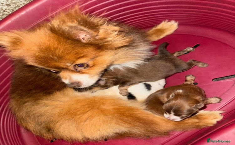 Pomeranian dogs - Advert 1