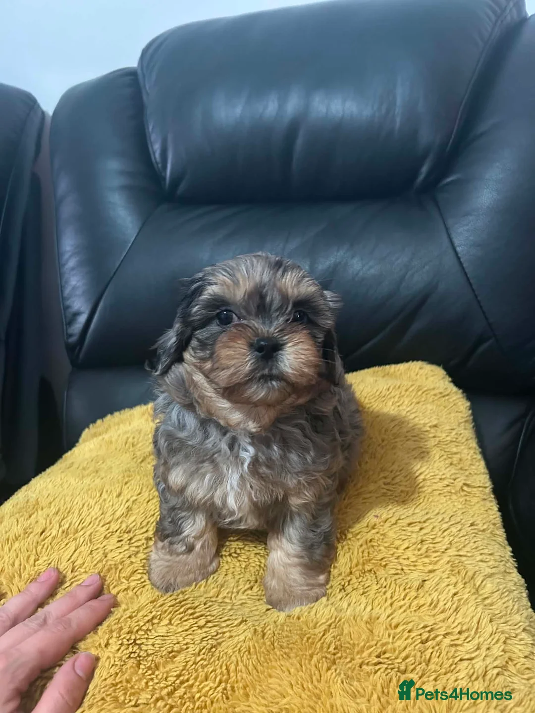 Shihpoo dogs for sale: rare shipoo ready to go in Ilford - Advert 1