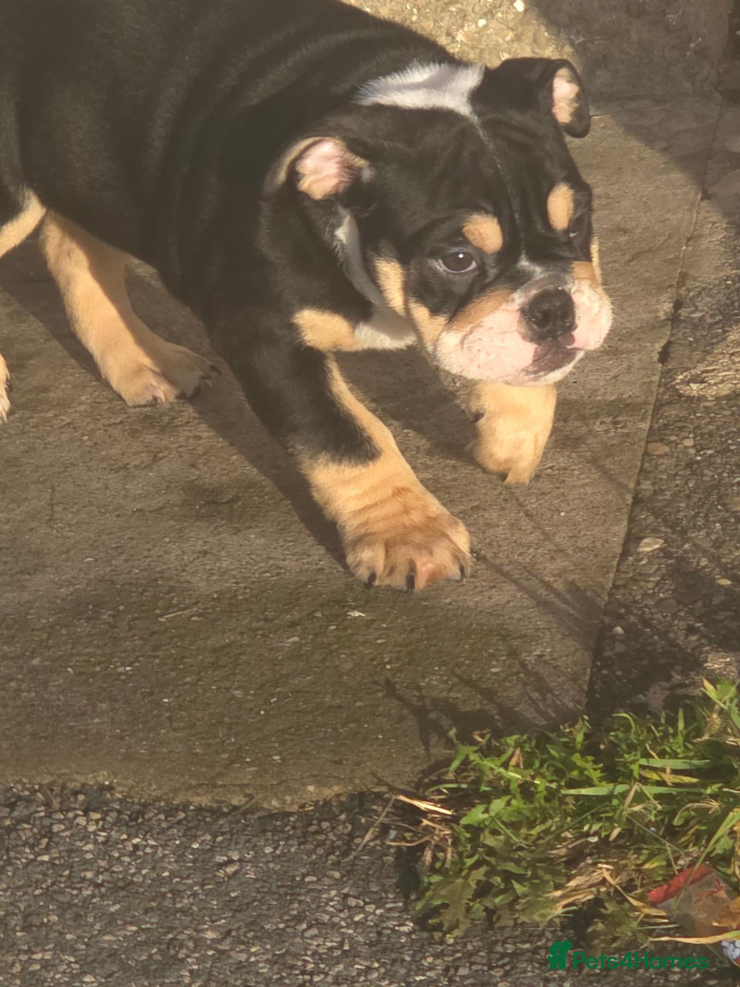 English Bulldog dogs for sale: Last 2 DWKC Registered English Bulldog Girls  - Advert 10