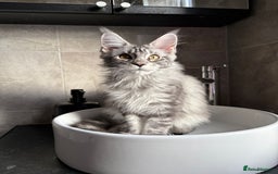 Maine Coon cats for sale: Russian XL maine coons looking HOME!❤️❤️❤️ - Image 5