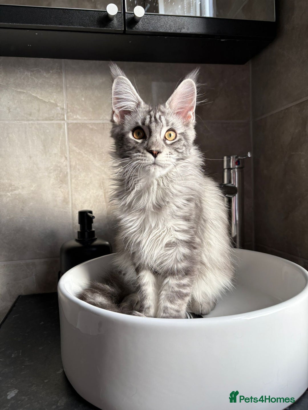 Maine Coon cats for sale: Russian XL maine coons looking HOME!❤️❤️❤️ - Image 5