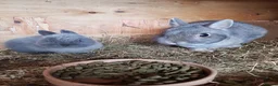 Netherland Dwarf rabbits for sale: Netherland Dwarf  - Advert 4