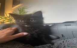 Domestic Shorthair cats for sale: Black tortoiseshell female  - Image 3