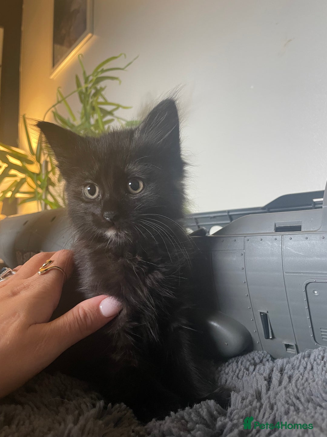 Domestic Shorthair cats for sale: Black tortoiseshell female  - Image 3