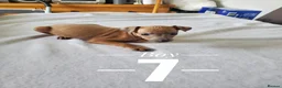 Italian Greyhound dogs for sale: Stunning kc Italian greyhounds  - Advert 10