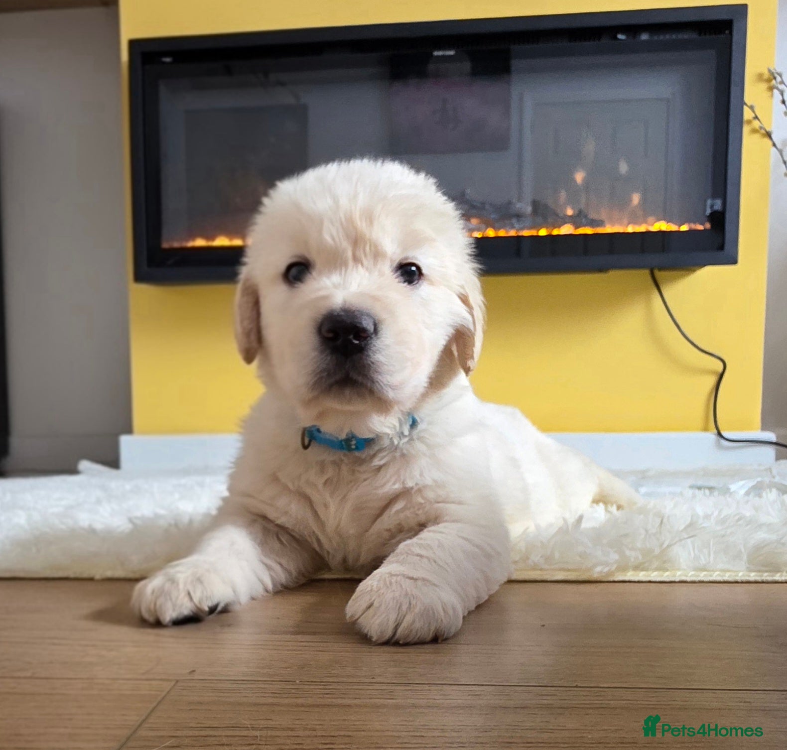 Golden Retriever dogs KC Golden Retriever Puppies – Only 3 Available - Advert 1