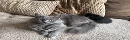 Mixed Breed cats for sale: One boy one girl in Blyth - Advert 5