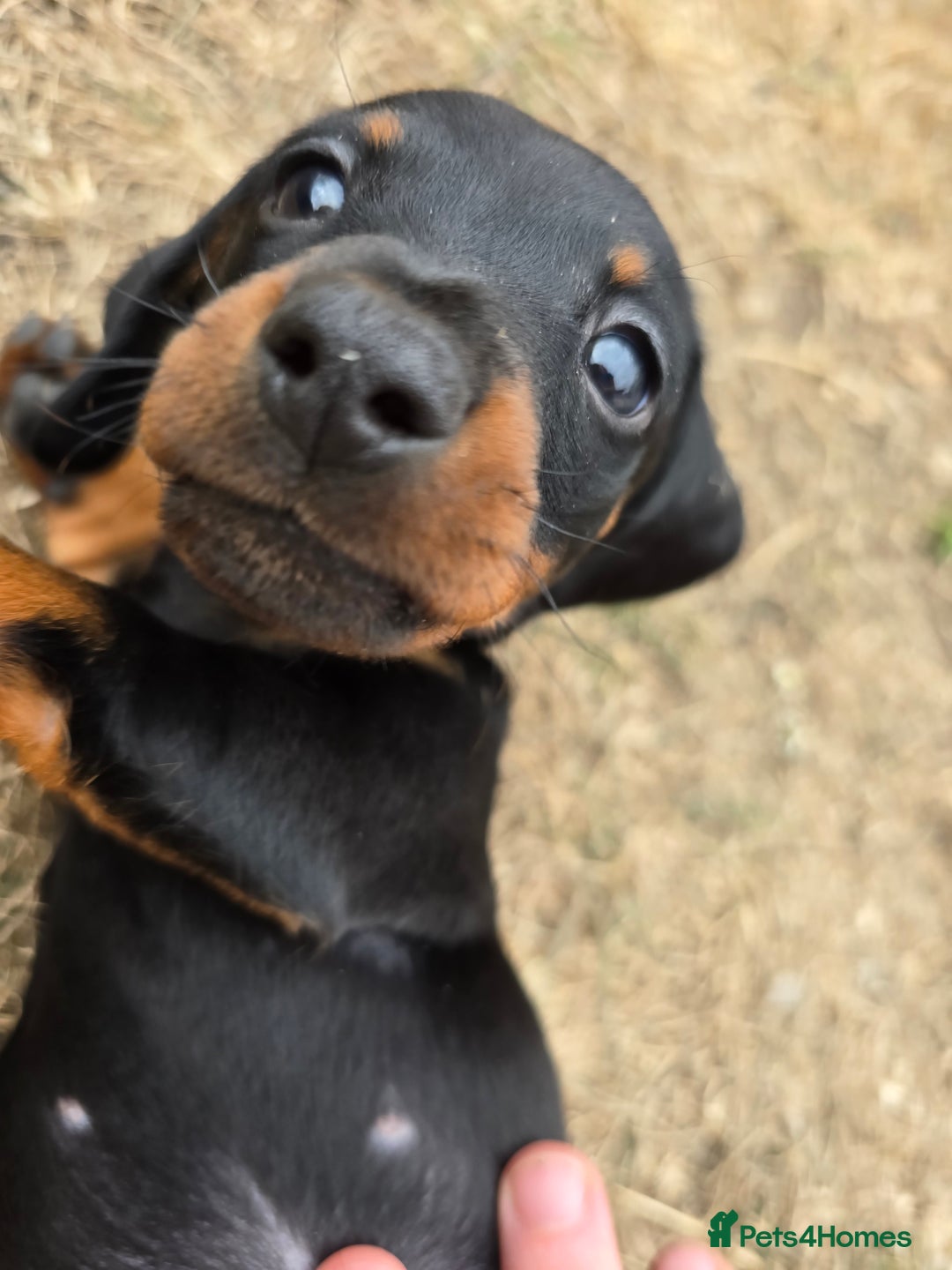 Miniature Dachshund dogs for sale: KC Miniature Dachshund Pups  - Image 17