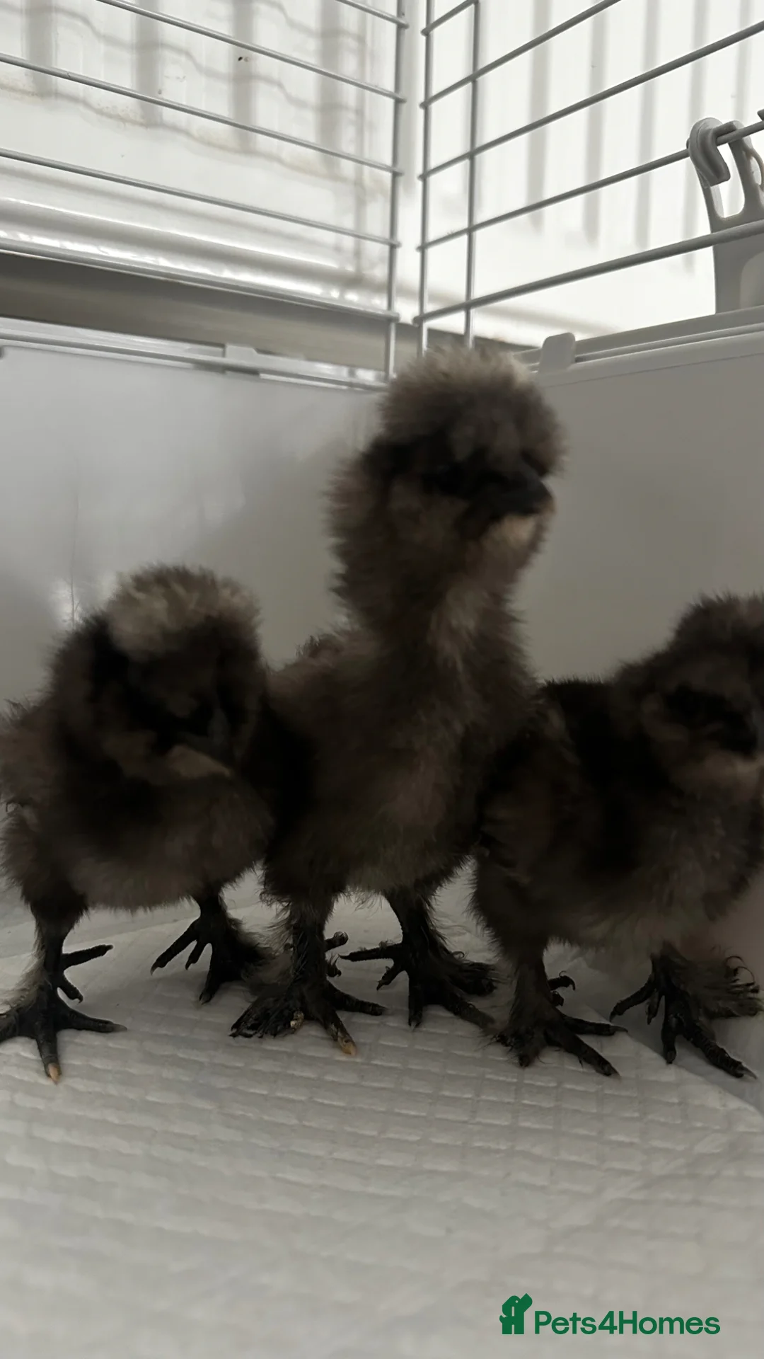 Chickens poultry for sale: Black Silkie Chickens  in Milton Keynes - Advert 5