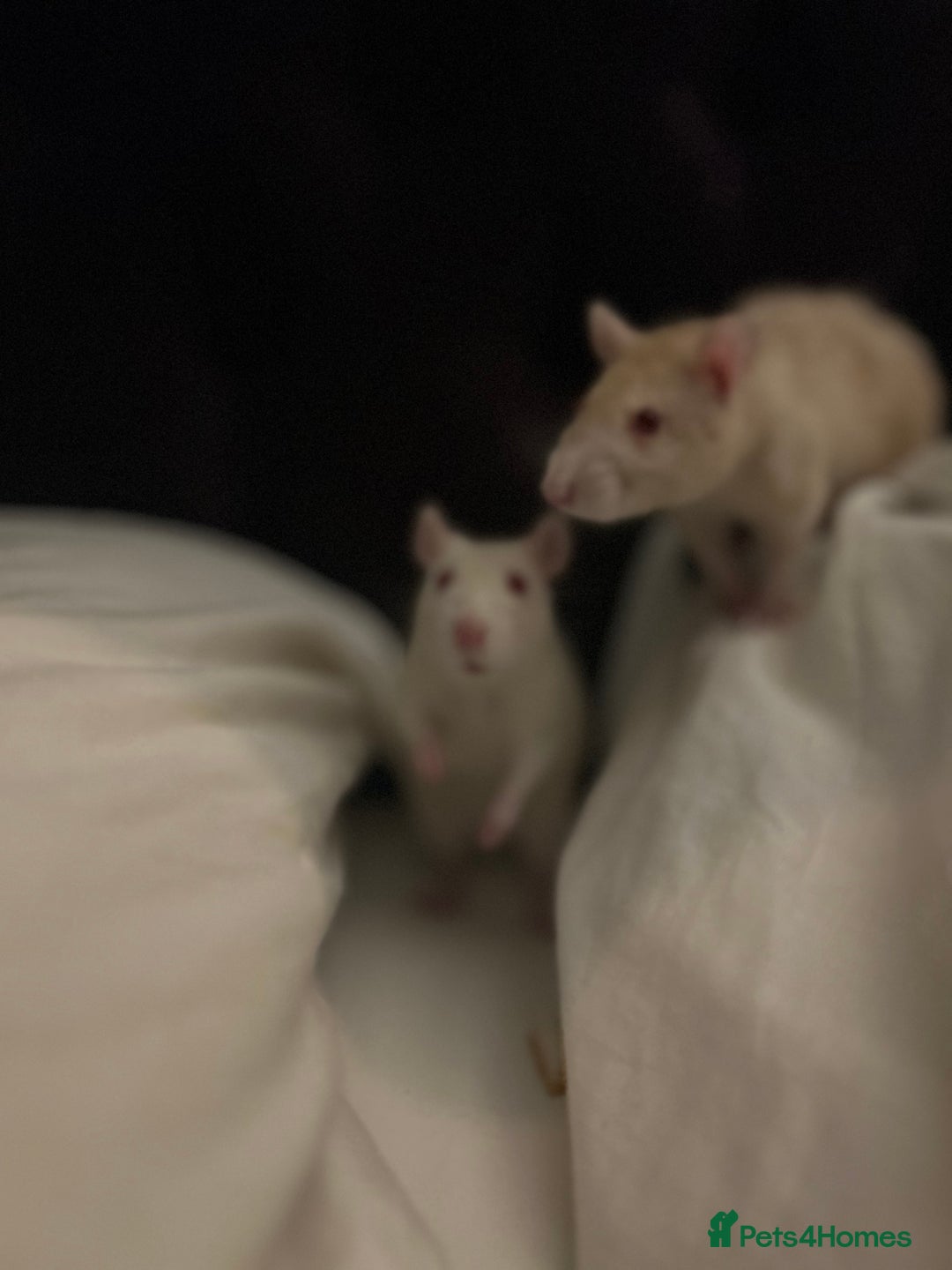 Rat rodents for sale: 2 x female rats for rehoming - Image 4