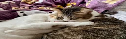 Mixed Breed cats for adoption: [Indoors Only] Lex & Luthor - Adorable Brothers! - Advert 8